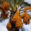 ترقب عربي لإدراج “النخلة” تراثًا مشتركًا لدى اليونسكو