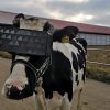 بعد وضع النظارات على عيونها.. أبقار في روسيا تدخل الواقع الافتراضي
