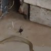 ثعبان يافع يسقط في شباك عنكبوت