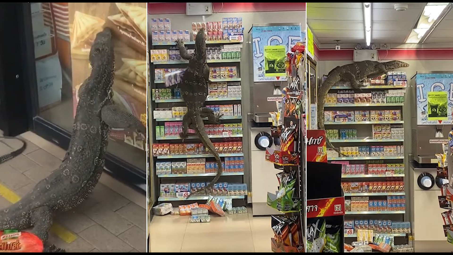 سحلية ضخمة تقتحم متجرا