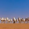 الإبل تأسر قلوب شعراء العرب الأوائل