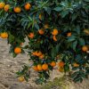 الأشجار المثمرة في تنومة