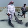 إنقاذ عشرات الدلافين في شاطئ أملج